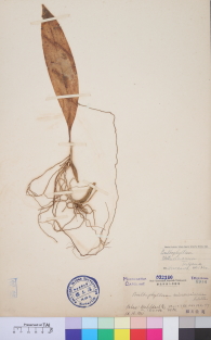 Specimen thumbnail